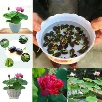 Japanese Premium Lotus Flower Seeds