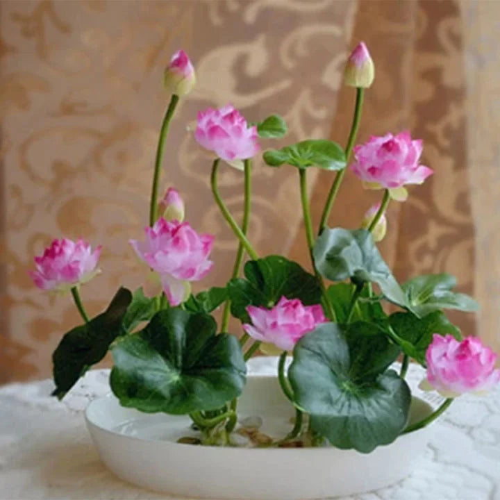 Japanese Premium Lotus Flower Seeds